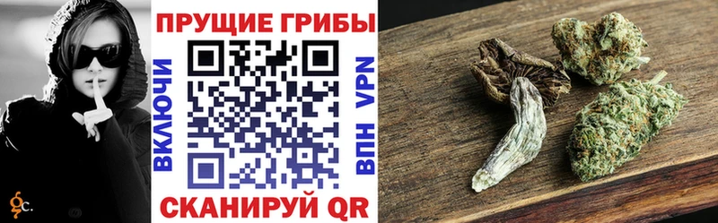 Псилоцибиновые грибы Cubensis  кракен как зайти  Богданович 